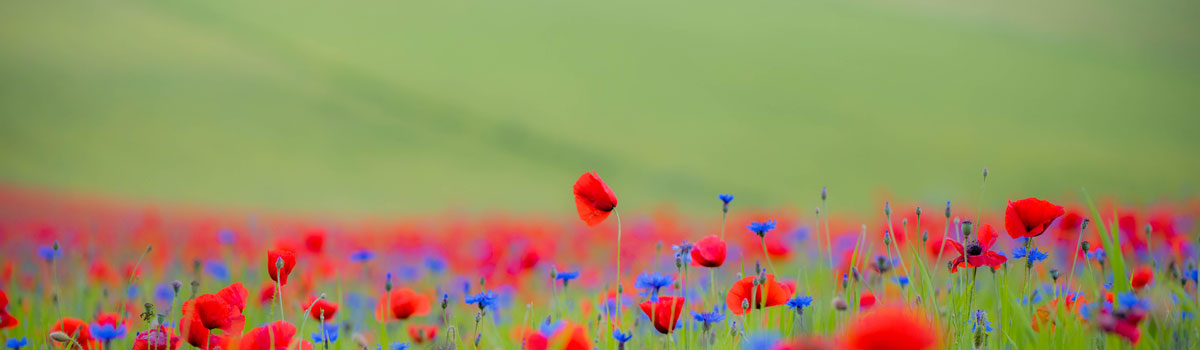 Mohnblumen Feldwiese