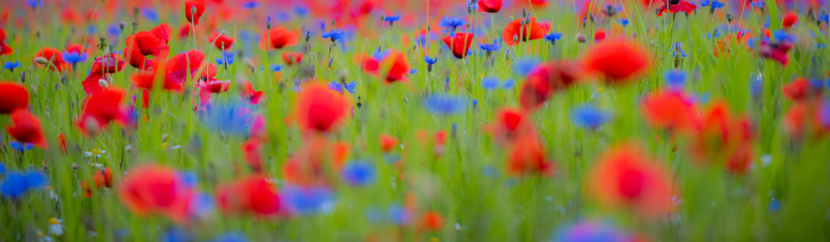 Wiese mit Mohnblumen